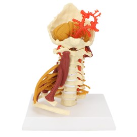 Human Cervical Spine Model, Anatomical Cervical Vertebra Model, Scientific Anatomy Teaching Materials for Medical Training Materials