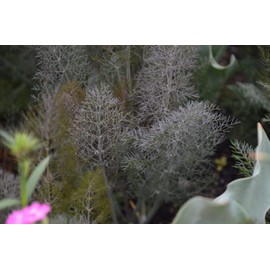 Bronze Fennel Foeniculum vulgare Purpureum Premium Seed Packet