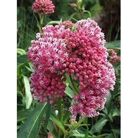 OLD FASHIONED TALL BUTTERFLY WEED- 15 SEEDS! COMB. S/H! HUMMINGBIRD PLANT!