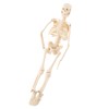 1pc Human Skeleton Anatomical Model Medical Anatomical Teaching Tool With