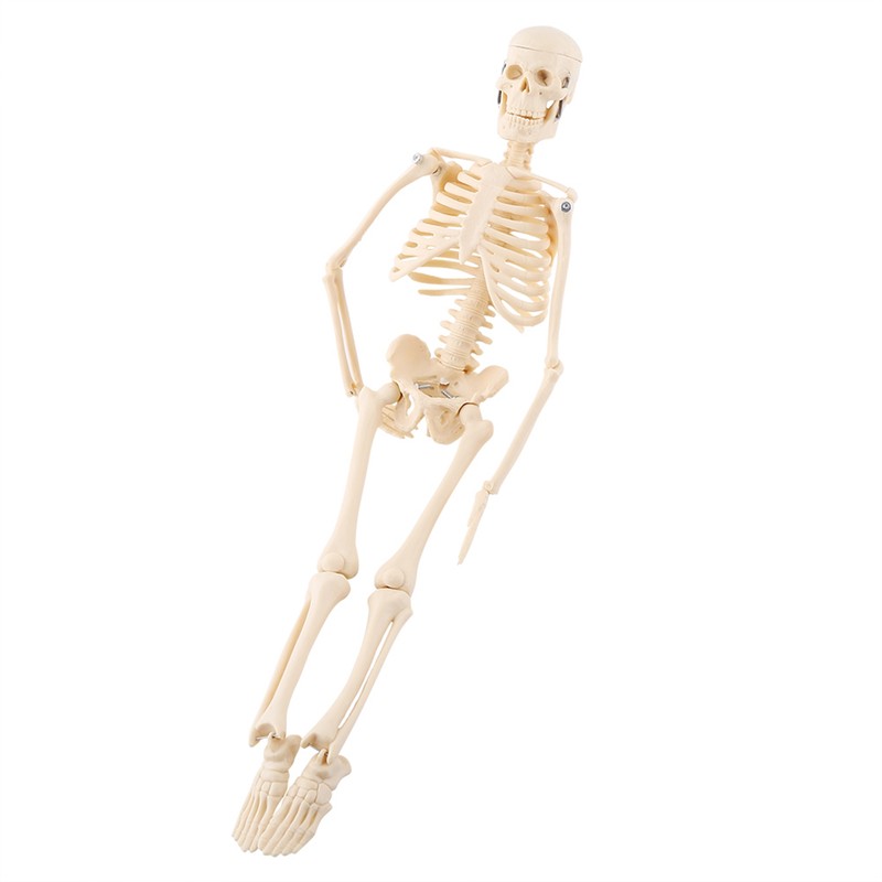 1pc Human Skeleton Anatomical Model Medical Anatomical Teaching Tool With