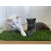 Kitty Lawn Window Lounge Kit – Real Grass Enrichment for