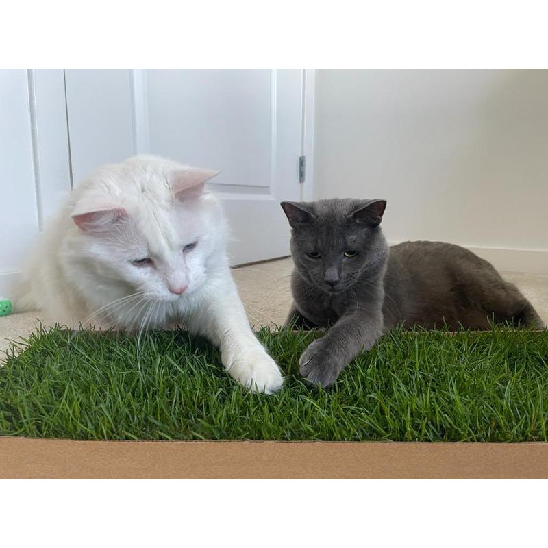Kitty Lawn Window Lounge Kit – Real Grass Enrichment for