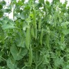 The Gardening World 75 Green Arrow Garden Pea Seeds Heirloom