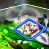 Lystaii 4pcs Fish Feeding Ring Floating Fish Feeder Circle Aquarium
