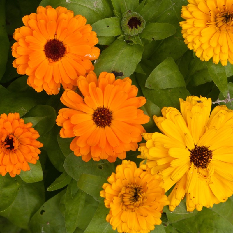 Seed Needs Calendula Seeds Pacific Beauty Mix | 5,000+ Seeds