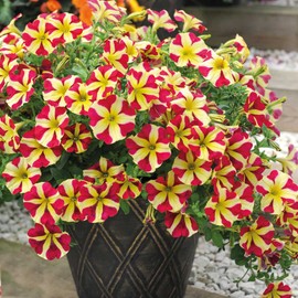 Petunia Seeds Attracts Hummingbirds & Butterflies GMO Free Bedding Hanging Baskets Patio Outdoor 100Pcs Flower Seeds by YEGAOL Garden