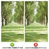 Pinhole Glasses, For Eye Fatigue, Eye Muscles, Eye Muscles, Adjusts