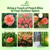 Outsidepride Sundial Peach Portulaca Moss Rose Seeds - 250 Pcs
