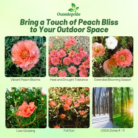 Outsidepride Sundial Peach Portulaca Moss Rose Seeds - 250 Pcs Annual, Heat & Drought Tolerant, Soil Adaptable Moss Seeds Ground Cover & Flower Seeds for Planting in Gardens & Xeriscapes (AAS Winner)