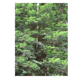 Giant Sequoia Tree 10 Seeds Sequoiadendron giganteum Giant Ancient Tree Grow as Bonsai or Standard Beautiful Ornamental
