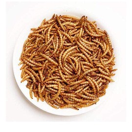 Amzey Amzey Dried Mealworms -2 LBS- 100% Natural Non GMO Mealworms -Food for Chicken- High Protein Mealworms for Bird, Duck Food, Bearded Dragon Diet, Gecko Food, Turtle Food, Lizard Food - Bulk Mealworms