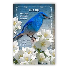 IDAHO BIRD AND FLOWER postcard set of 20 identical postcards. ID state symbols post cards. Made in USA.