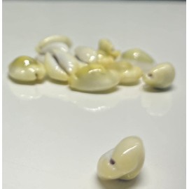 Lakshmi Peeli/Yellow Kawri | Kodi Peeli | Cowrie Sea Shell | Kodi Shells for Laxmi Puja, Diwali Puja (Large) (Pack of 21 Pieces) - Pack of 1