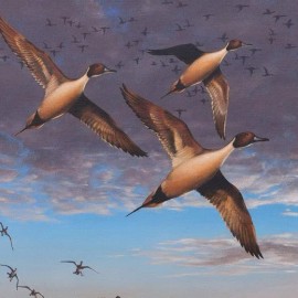 2015 Arkansas Ducks Unlimited Sponsor Print Signed AP Humphrey Farm Pintails