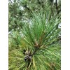 Wisconsin Wild Grown Red Pine Tea Needles Organic Infusion Fresh
