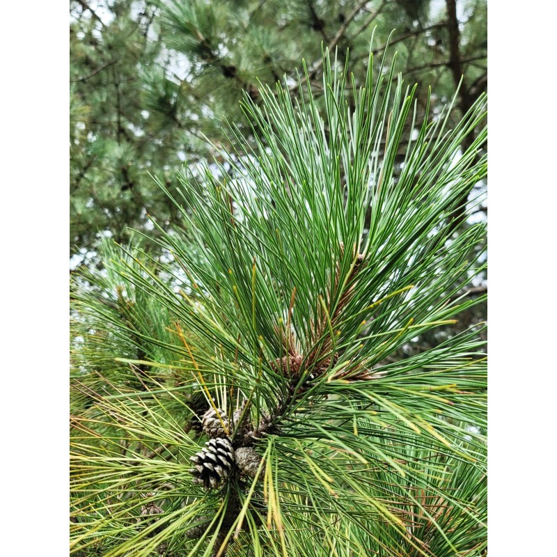 Wisconsin Wild Grown Red Pine Tea Needles Organic Infusion Fresh