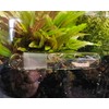 2 Pack 3 Holes Planaria Trap for Aquarium Bristle Worm