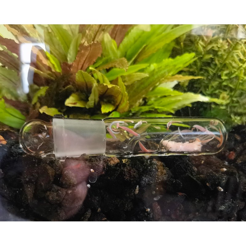 2 Pack 3 Holes Planaria Trap for Aquarium Bristle Worm