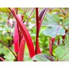 Okra Red 20+ Seeds for Planting Non-GMO Gumbo Lady's Finger