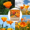 California Orange Poppy Wildflower Seeds - Bulk 1 Ounce Packet