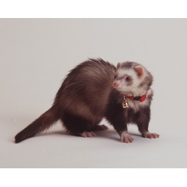 Marshall Ferret Bell Collar, Red