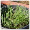 Everwilde Farms - 1 Oz Canada Wild Rye Native Grass