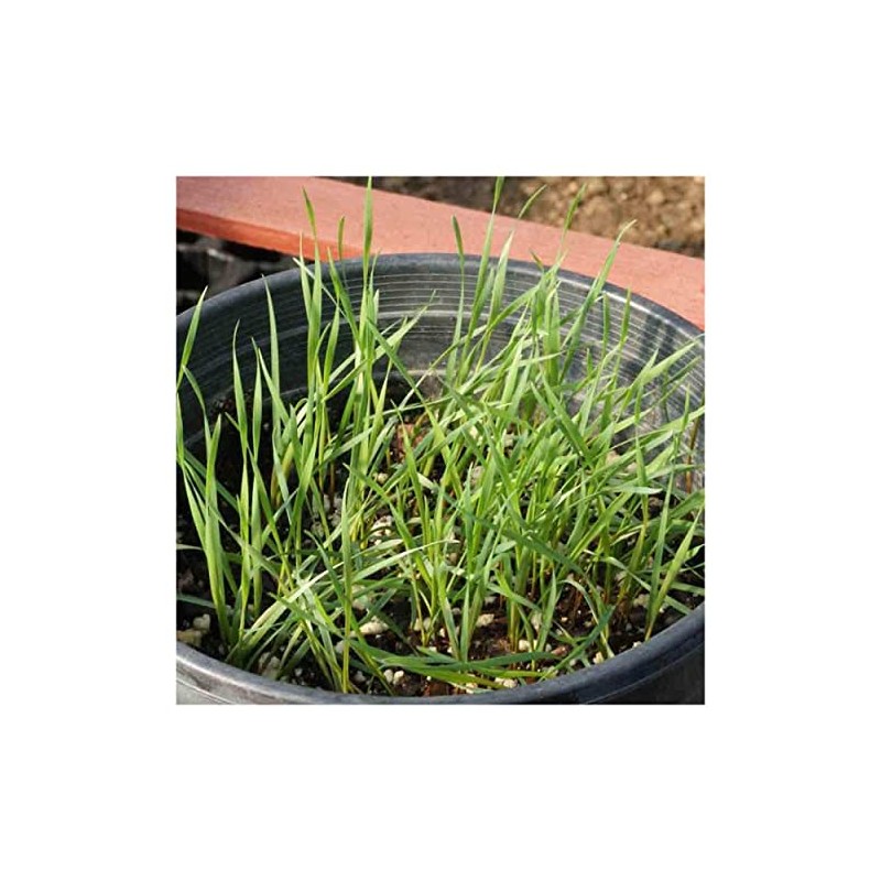 Everwilde Farms - 1 Oz Canada Wild Rye Native Grass