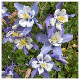 Everwilde Farms - 1 Oz Blue Rocky Mountain Columbine Native Wildflower Seeds - Gold Vault