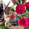 BoomBone Flower Cat Collar, Girl Puppy Collars Pet Floral Accessories