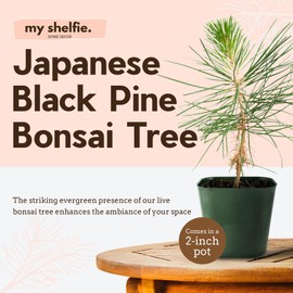 My Shelfie - Japanese Black Pine Bonsai Tree, 3-5-Inch Tall Bonsai Tree Live, Live Plants for Outdoor or Indoor Garden, Mini Tree in 2-Inch Pot (3)