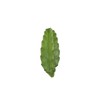 Peruvian Cactus - 10" from California Tropicals