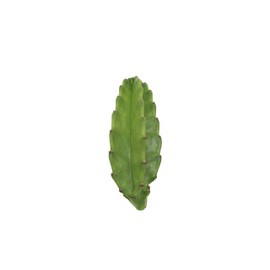Peruvian Cactus - 10" from California Tropicals