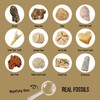 Byncceh Mega Fossil Dig Kit - Excavate 12 Prehistoric Fossils,