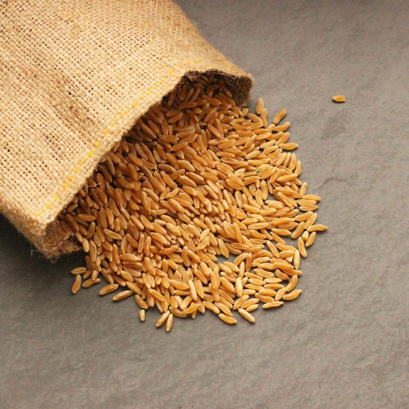 Organic Kamut Seed- 5 Lb- Kamut Grain Seeds- For Growing