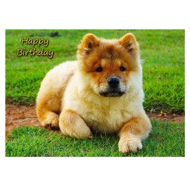 Chow Chow Dog Birthday Card