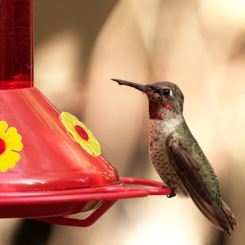 24 Pieces Hummingbird Feeders Replacement Flowers with 2 Cleaning Brush,