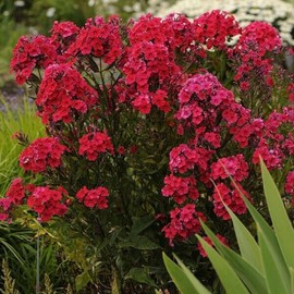 50 Red Riding Hood Phlox Seeds Flower Perennial Seed Flowers Butterfly Perennial Flower Garden Seed Flowers Seed Flower