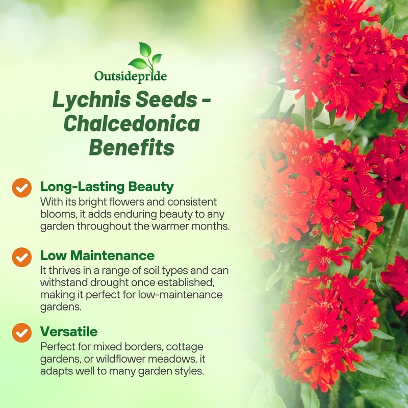 Outsidepride Chalcedonica Lychnis Seeds - 5000 Pcs Perennial Flower Seeds