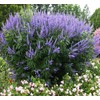 Vitex Chaste Berry - Live Plant - Chasteberry Chaste Tree