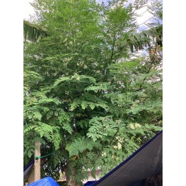 Fresh IMMUNE BOOST, ORGANIC, 3 X6-10” Easy To grow Moringa Cuttings FREE SHIPPING WOW!