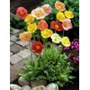 NIKA SEEDS - Flowers Oriental Poppy Mix Annual - 1000