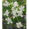 Caraway Great Herb 300 Seeds