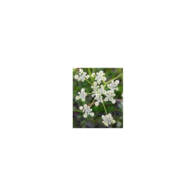 Caraway Great Herb 300 Seeds