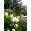 Limelight (Hydrangea paniculata 'Limelight')