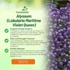 Outsidepride Violet Queen Alyssum Seeds - 5000 Pcs Annual, Drought-Tolerant