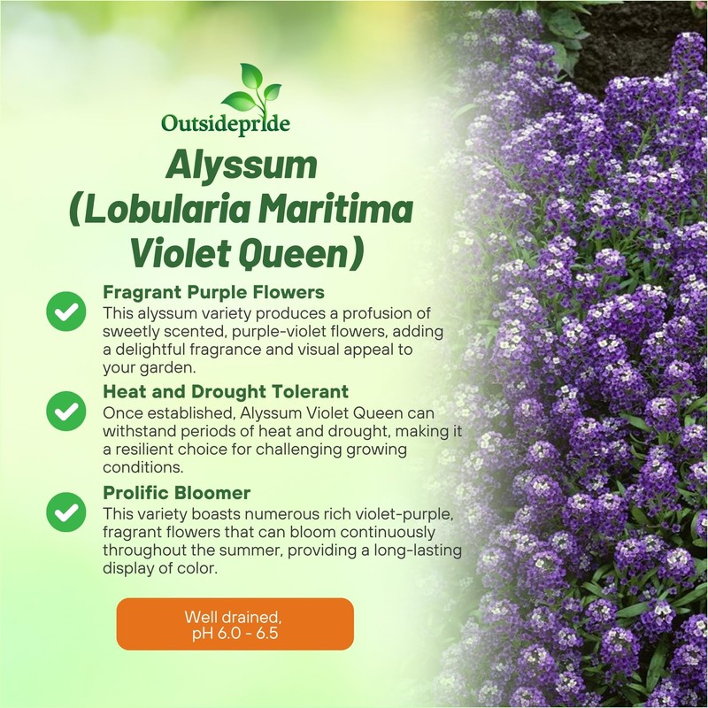 Outsidepride Violet Queen Alyssum Seeds - 5000 Pcs Annual, Drought-Tolerant