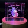 3D Human Heart with Labels Anatomical Model Paperweight(Laser Etched) in