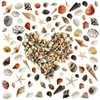 Avalon Mixed SEA Shells Collectable Small Seashell Mixes, Decorative Craft