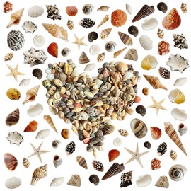 Avalon Mixed SEA Shells Collectable Small Seashell Mixes, Decorative Craft Shells, White Shells, Starfish, Weddings/Home Decor, Beach & Costal Themed Arts and Crafts Projects & Parties (Mix #MR)